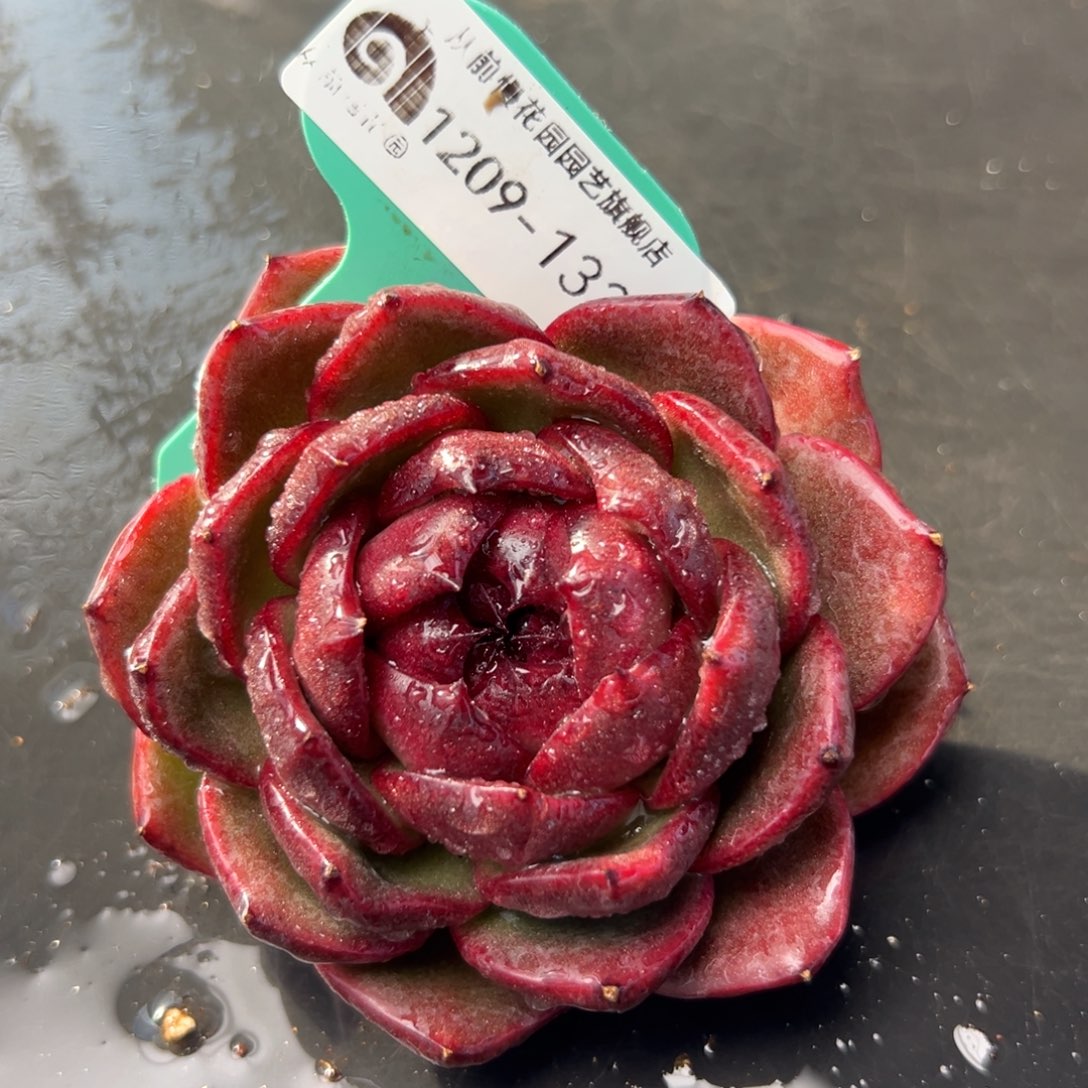 从前慢花园多肉编号1209-133