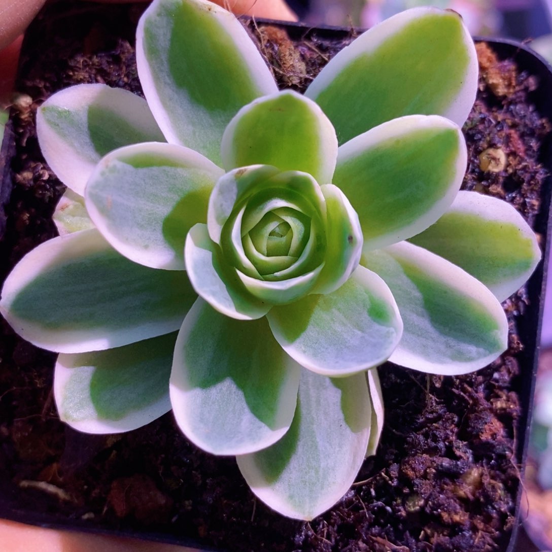 山地玫瑰锦福利一物一拍002