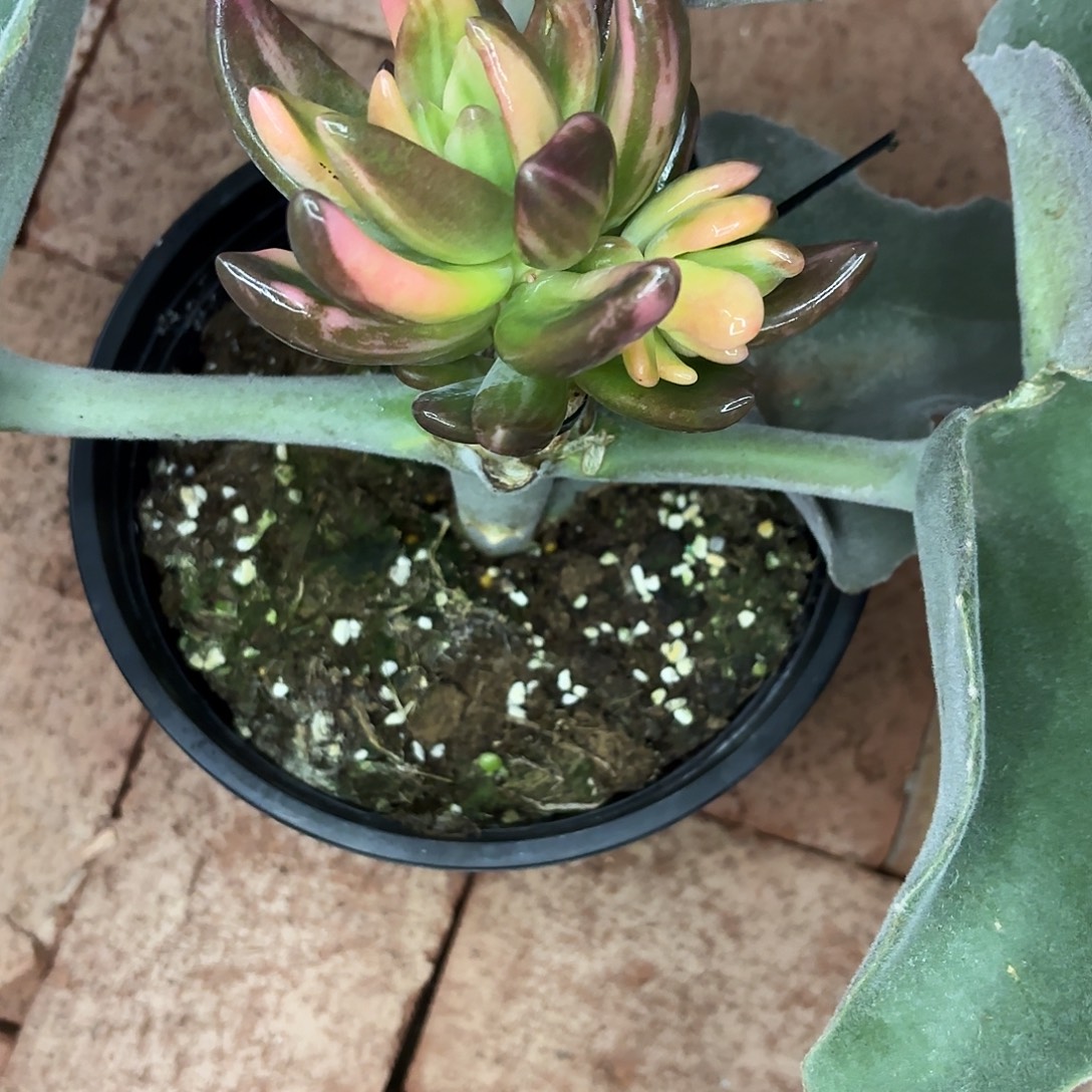 7***7啦啦啦啦啦啦啦啦啦