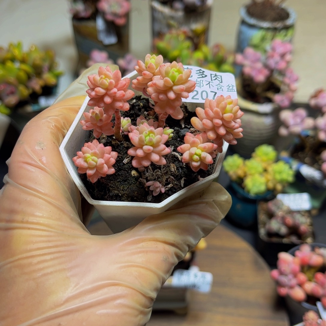 207花团锦（拼）6厘米