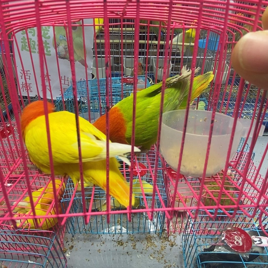 用***5桃脸牡丹鹦鹉黄金丝烈火绿金丝烈火