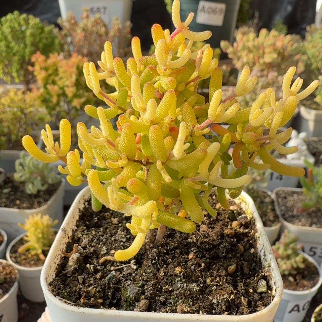 A018樱花锦一物一拍