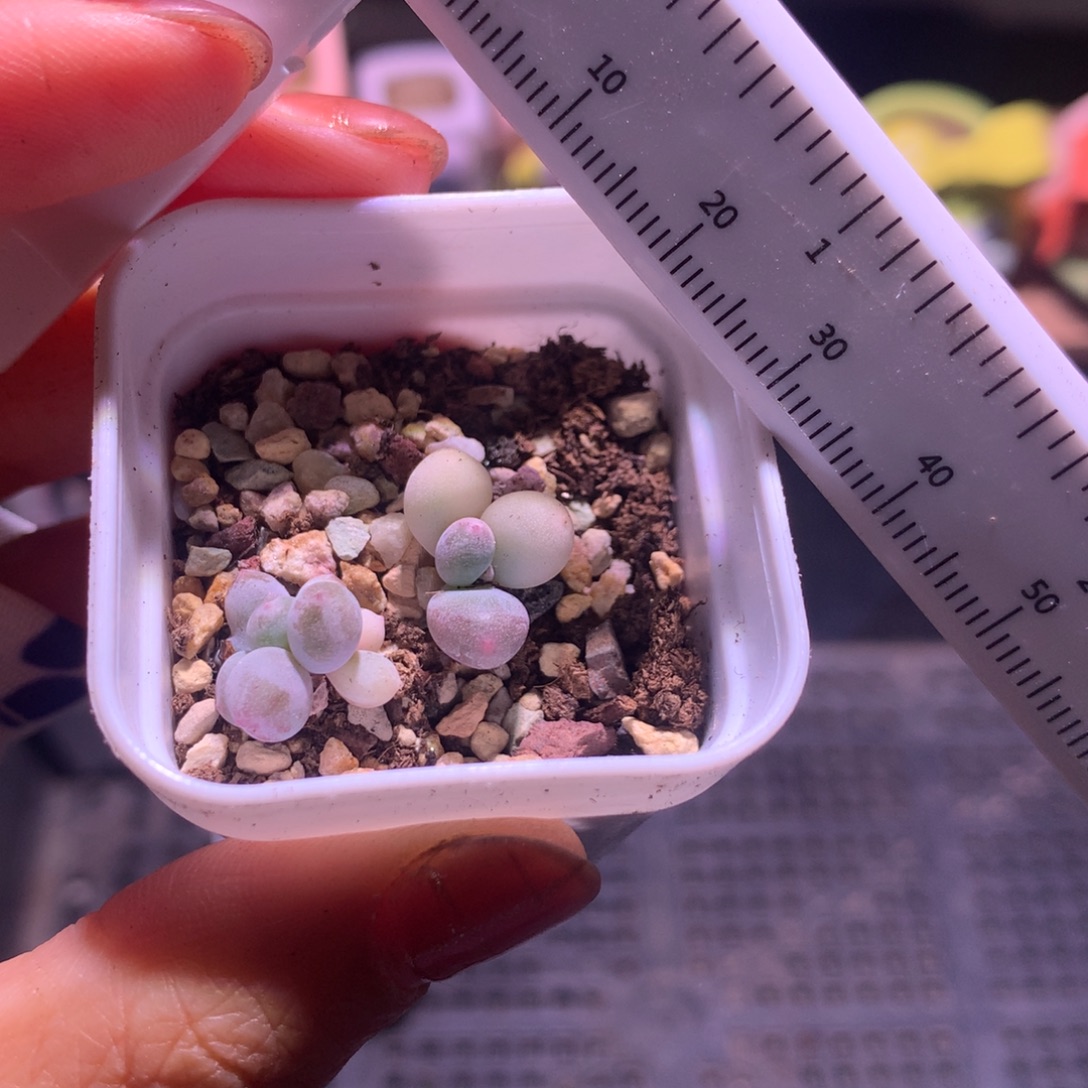 奶酪锦2颗小小小小小