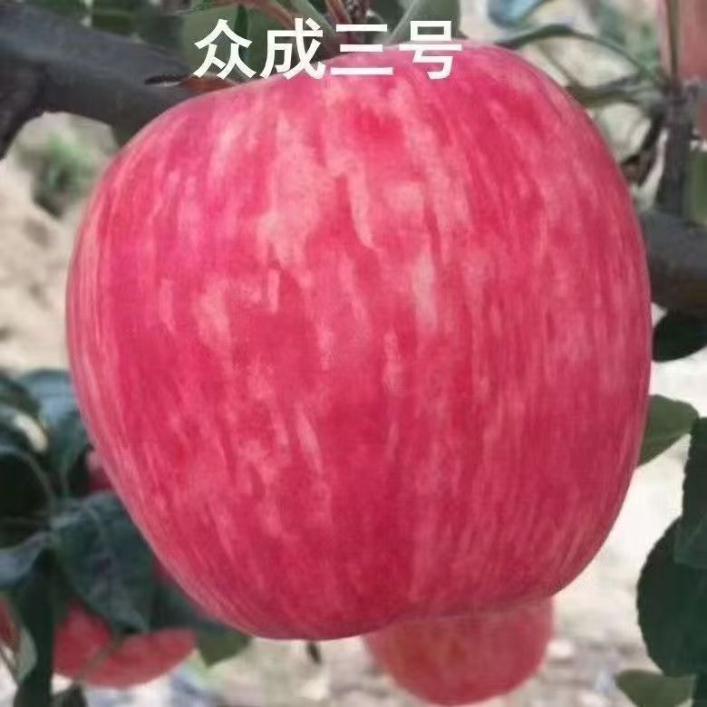 众成3号苹果树苗嫁接耐寒大果众成1号苹果苗庭院地栽盆栽基地直发