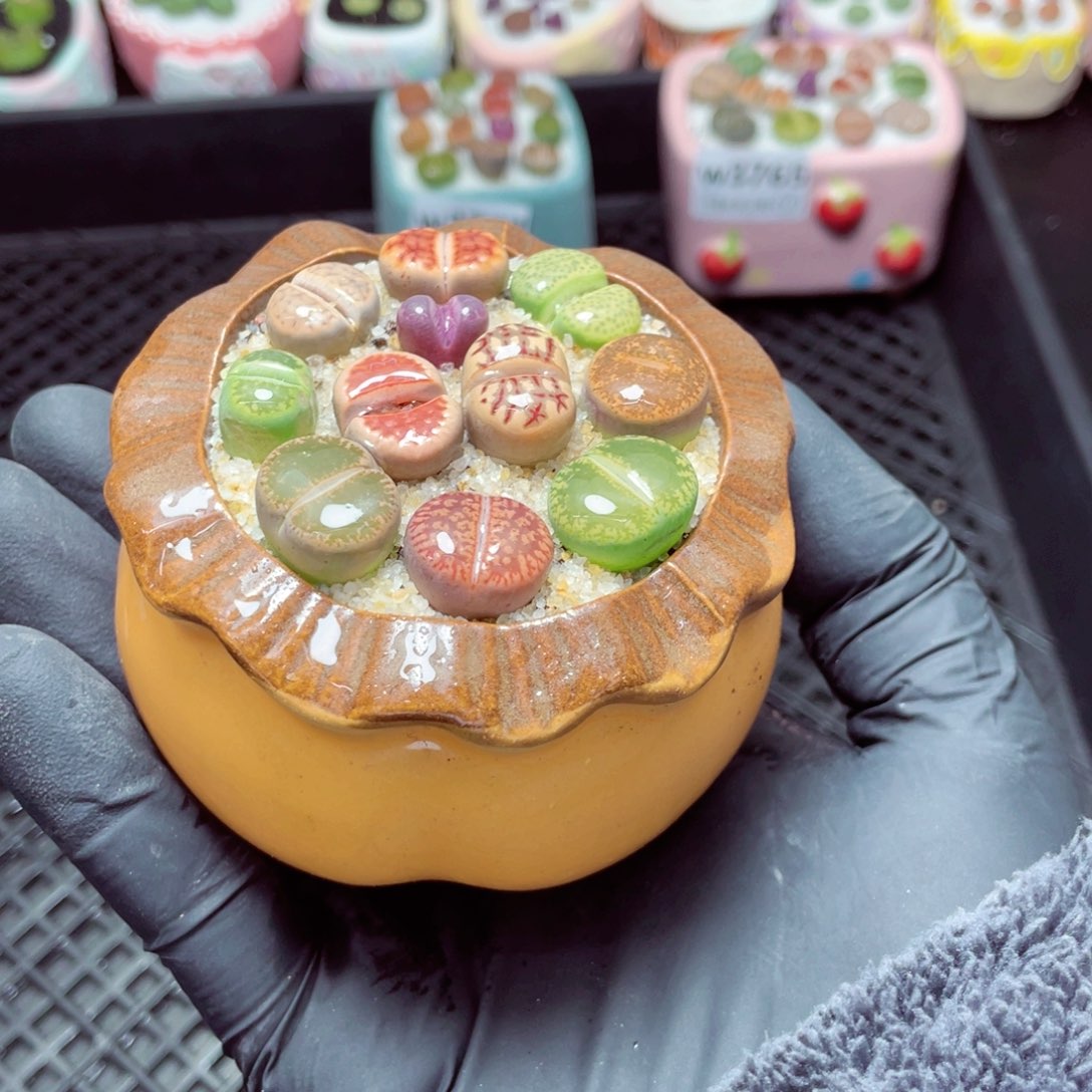 w3768--带盆土发货，零下地区拍保温箱