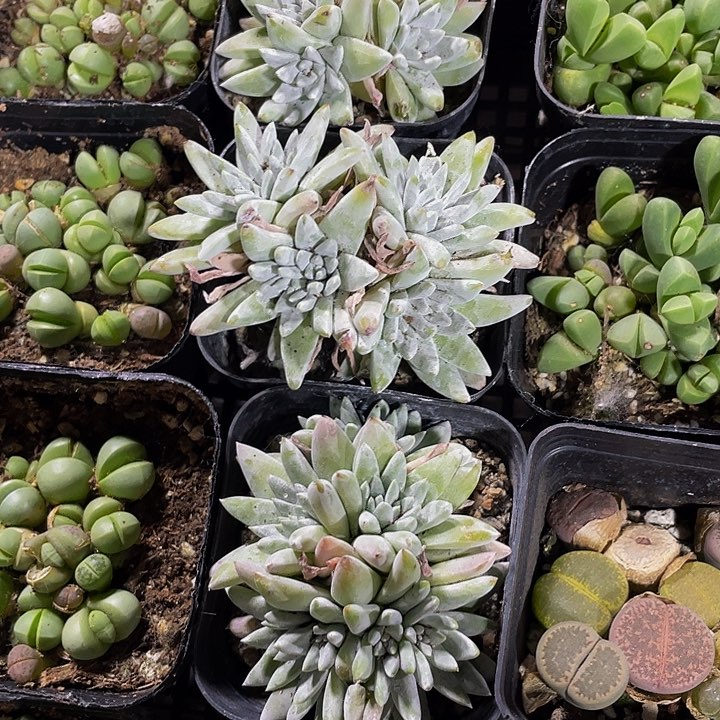 白菊群2.8带盆土发