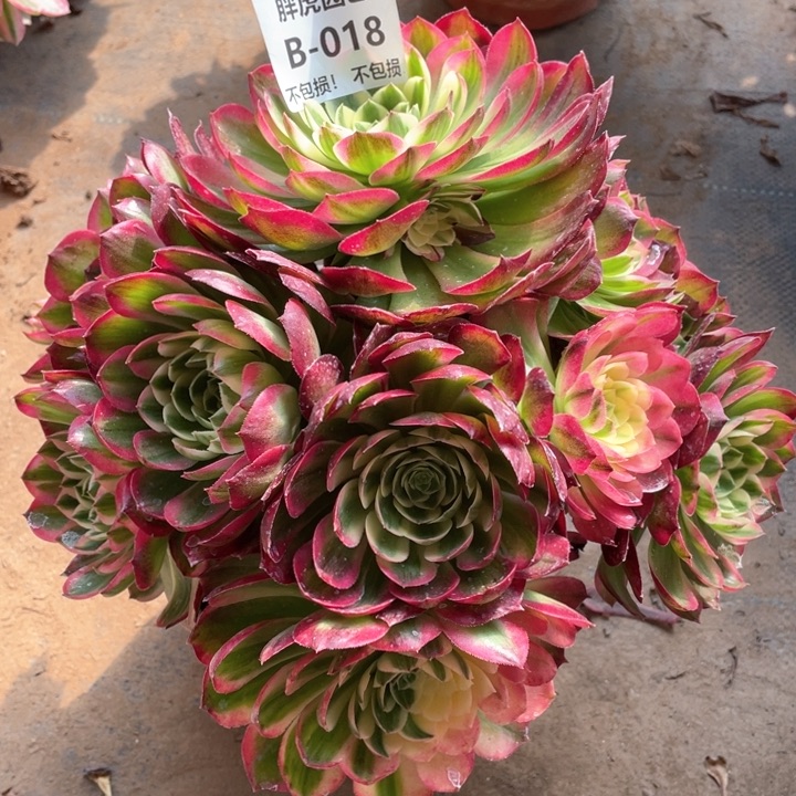 018海王多肉法师福利不包损