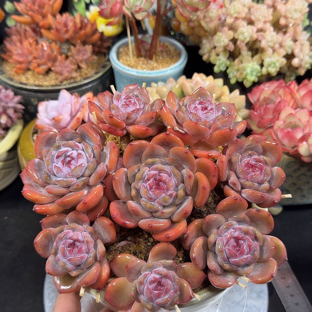 星影手捧带盆土不售后20cm