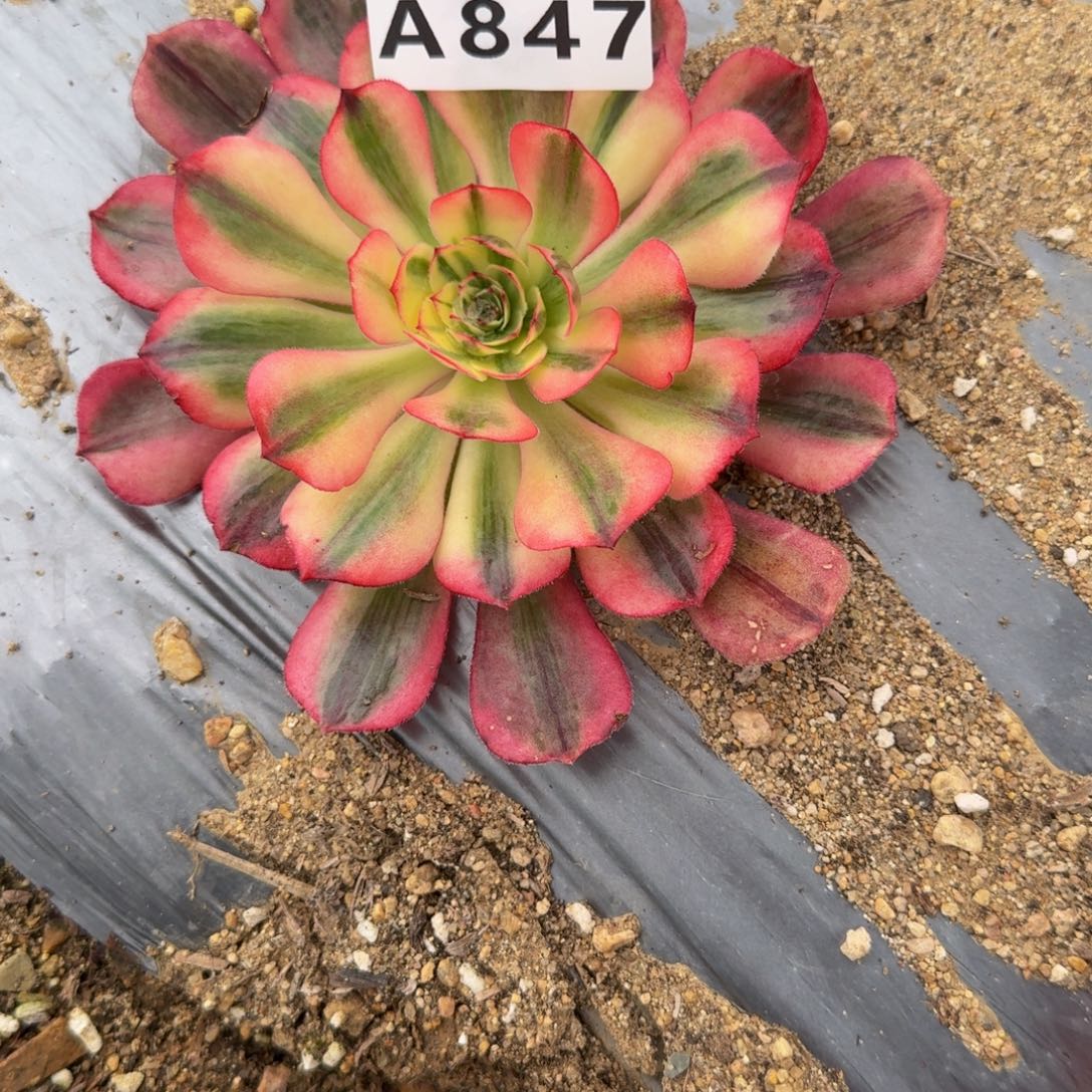 &***凉847不知名到秋。多肉植物