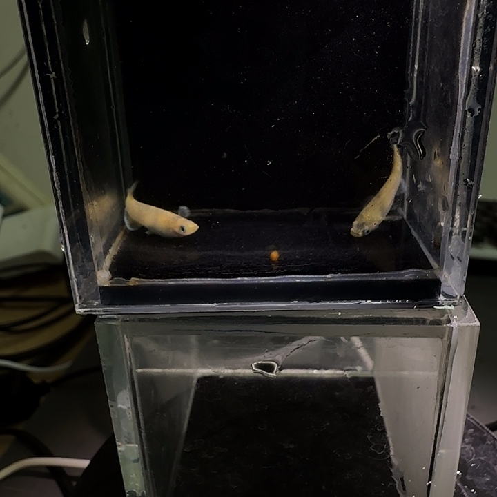 青鳉鱼一物一拍260