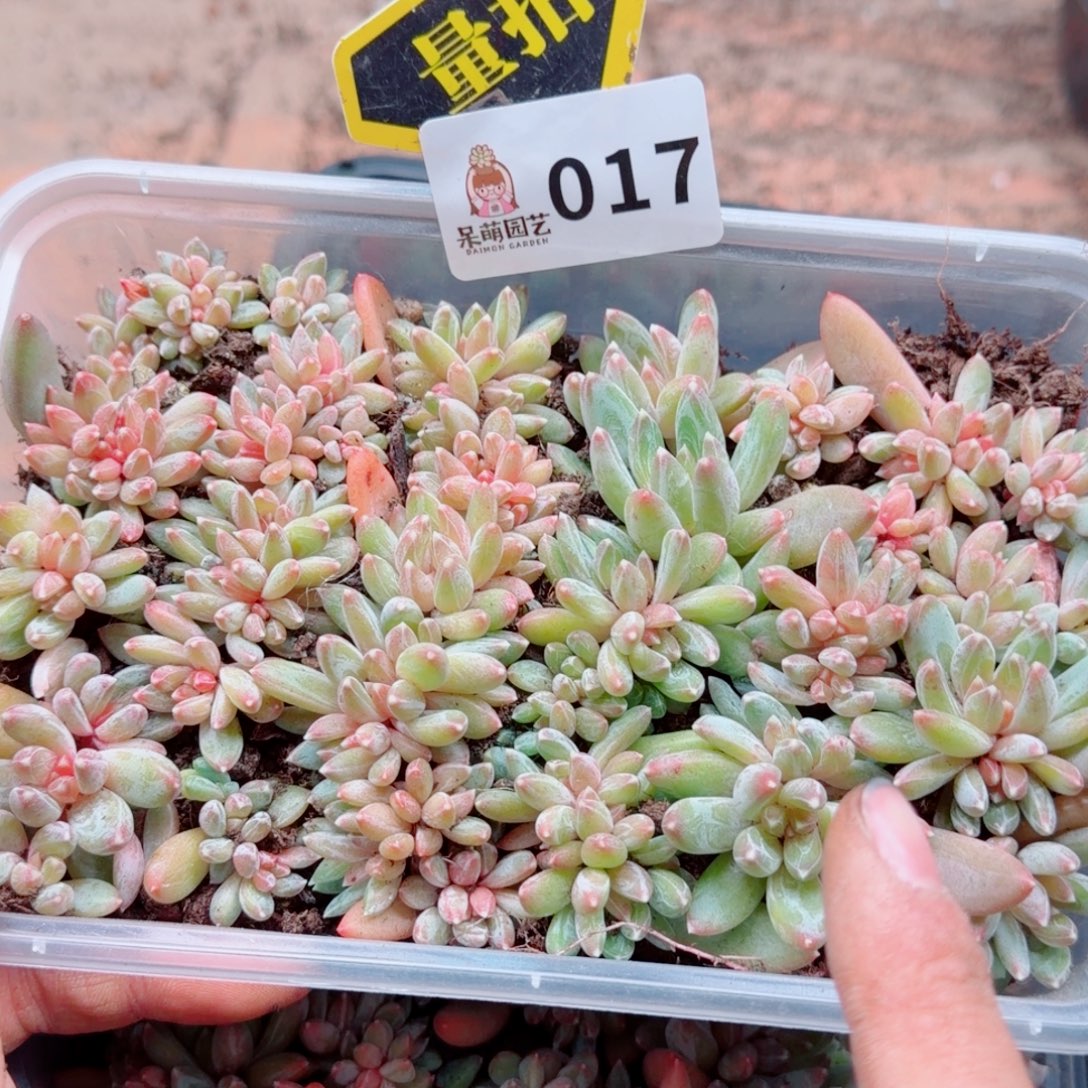 多肉植物多肉植物