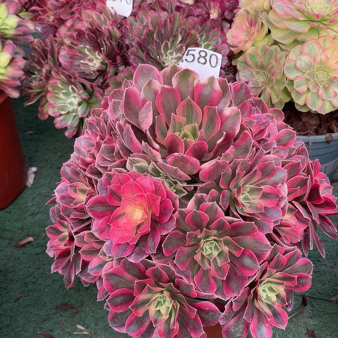 美***好580.红粉佳人多肉植物