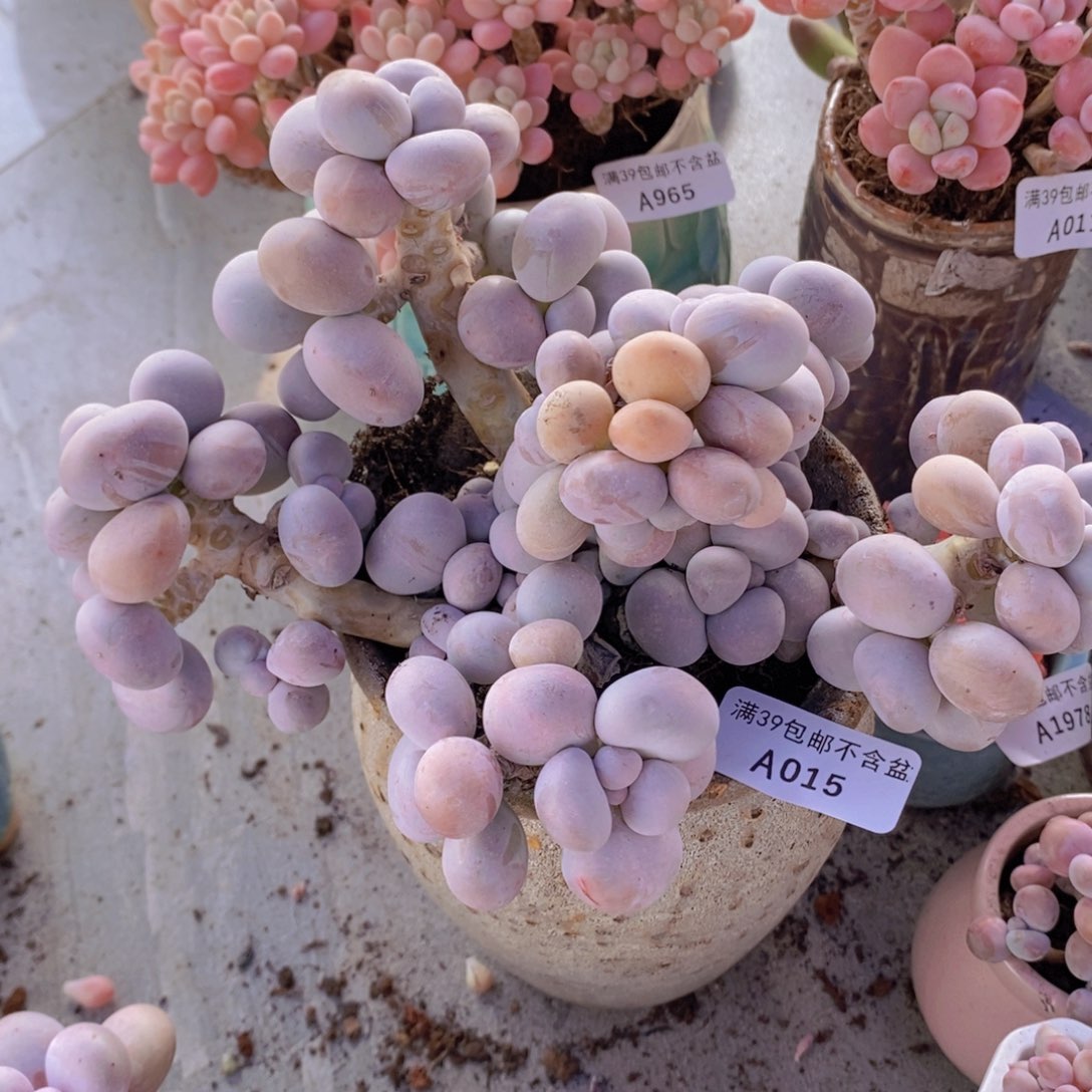 芭比奶洛16cm015多肉植物