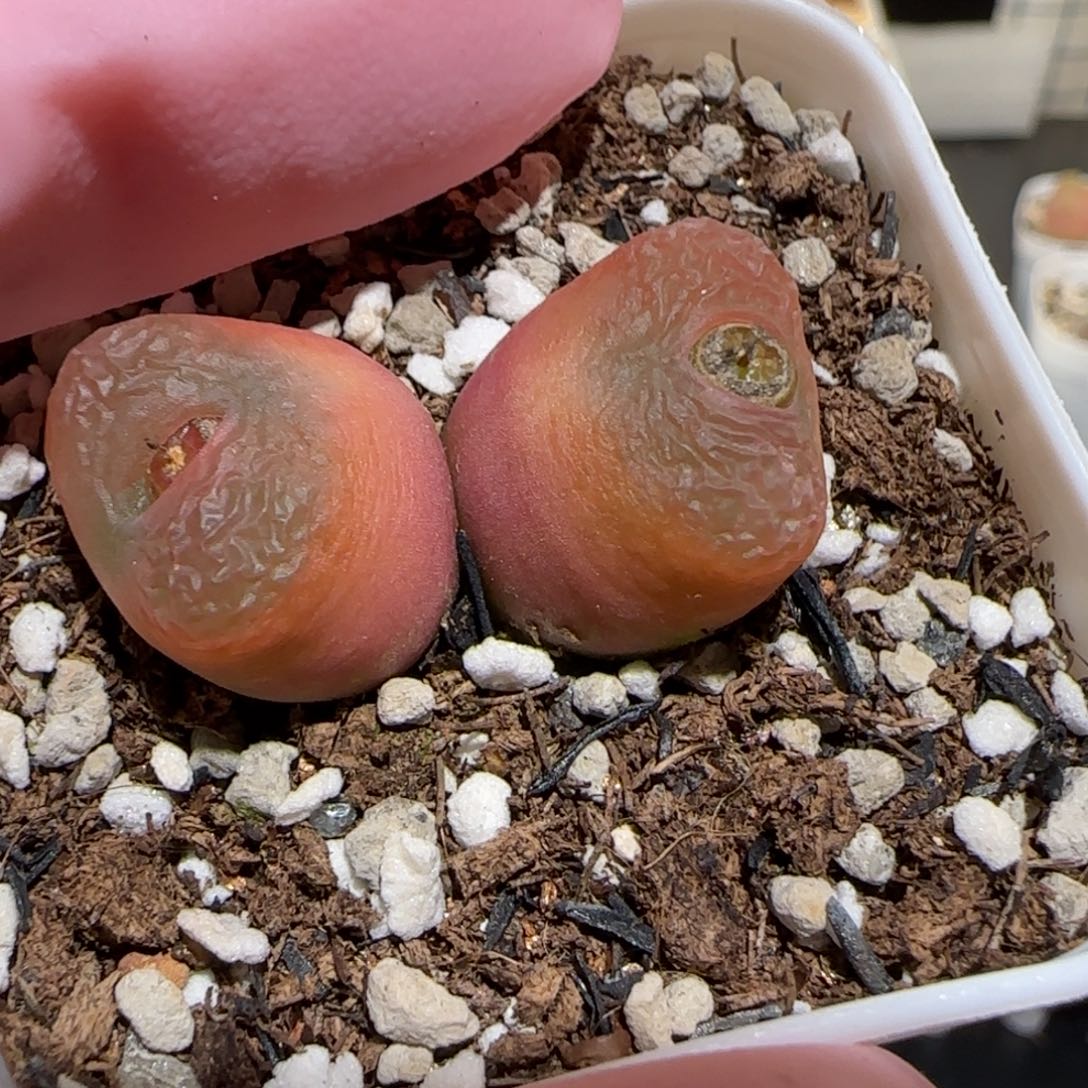 肉锥多肉植物百科-411