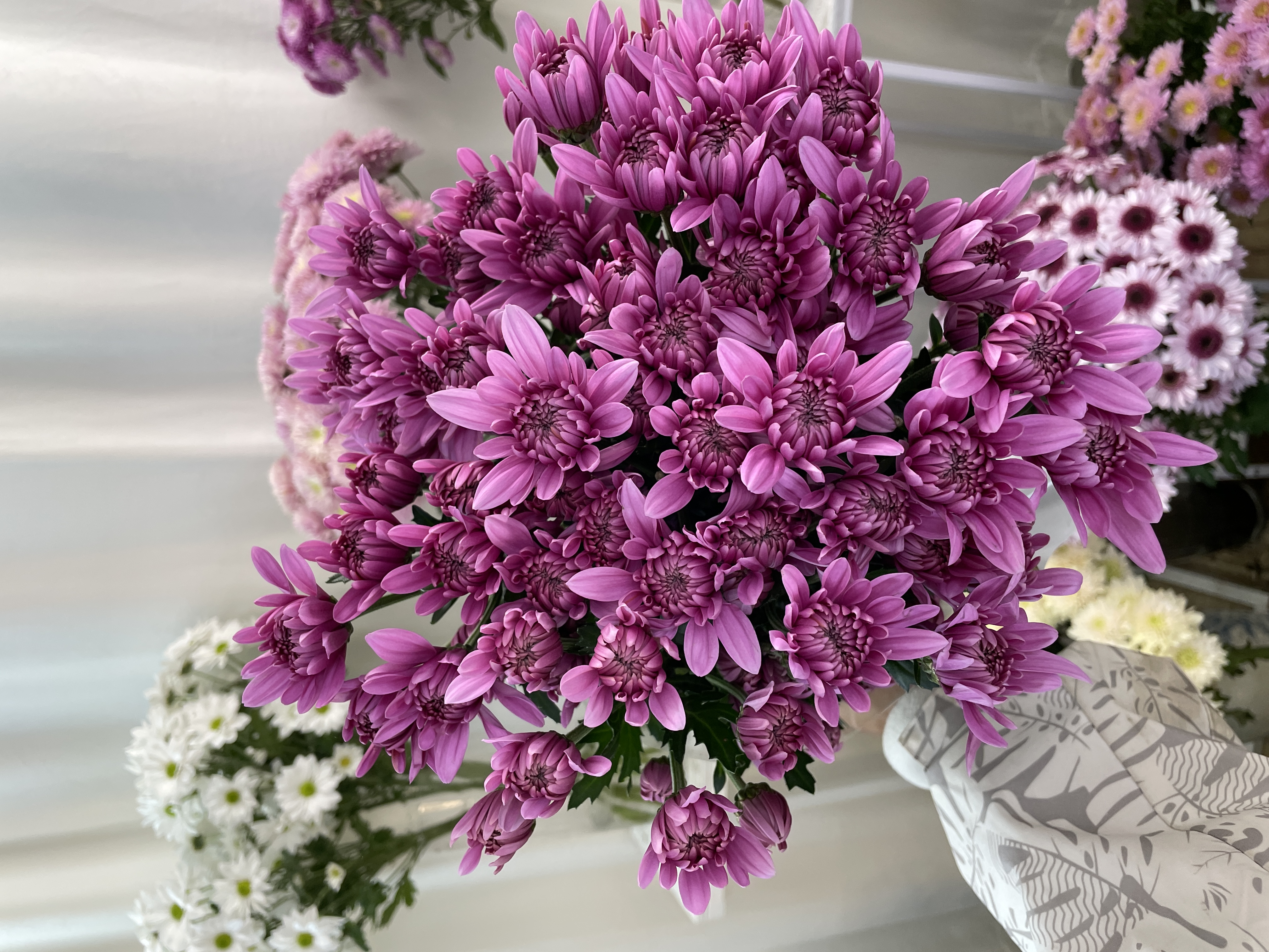 暴富粉小菊全店1-5扎一个运费