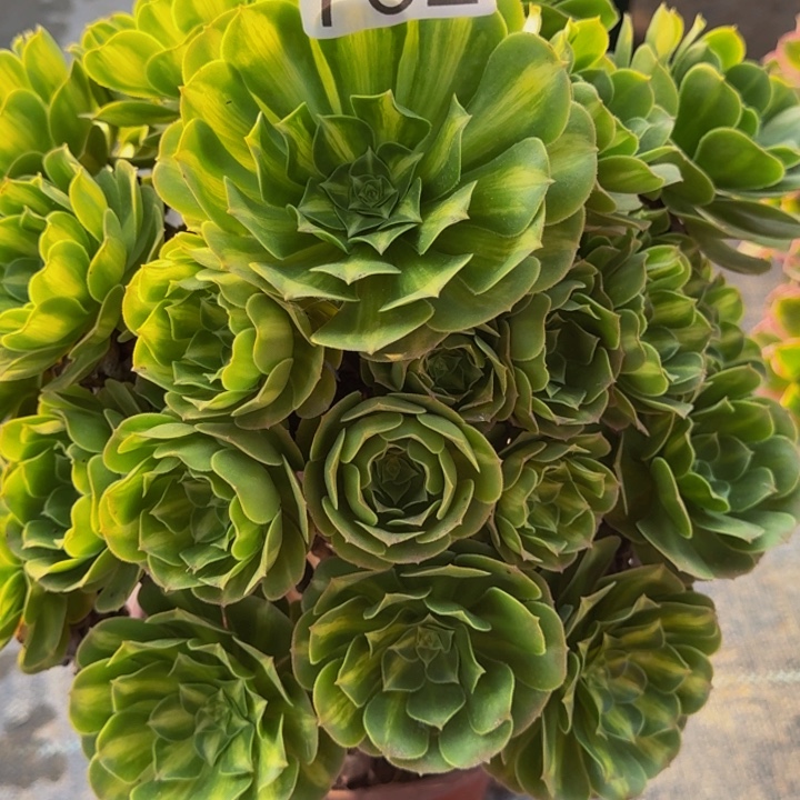 无花朵0000000000762夜光杯