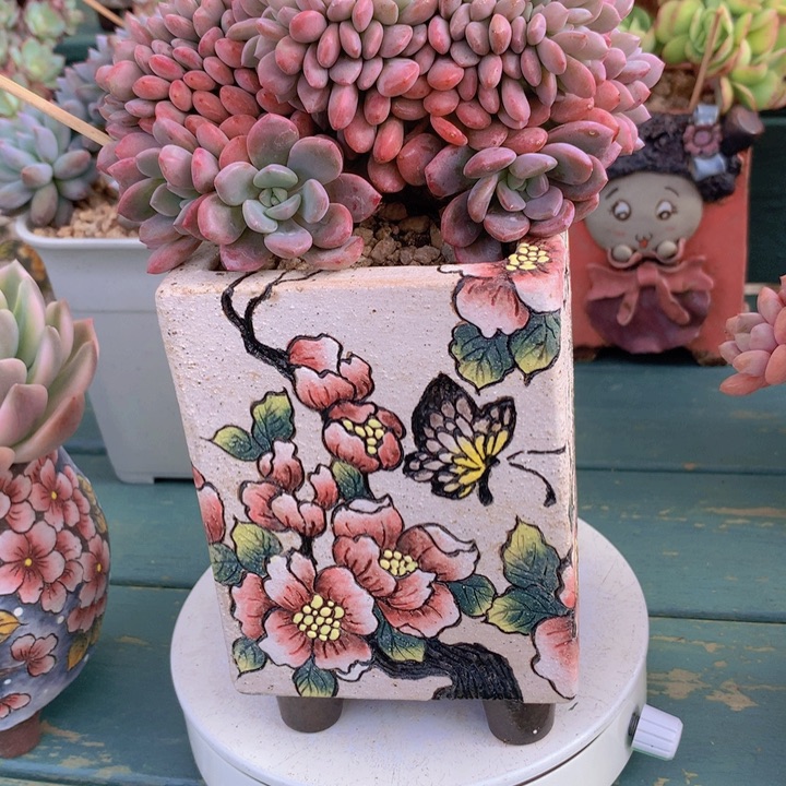 白鹭朵朵无砍自然群