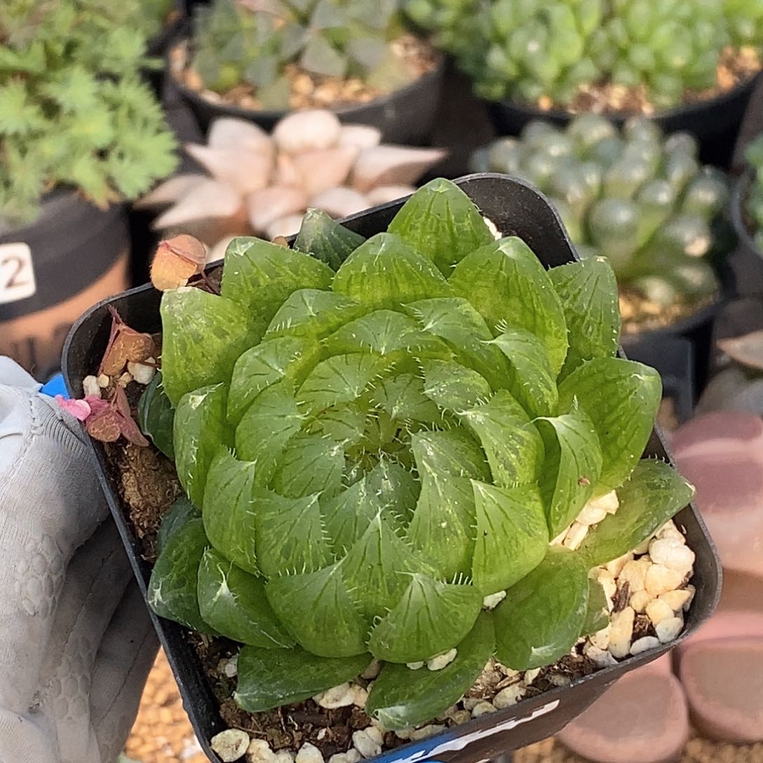 974 实生樱水晶 带盆土