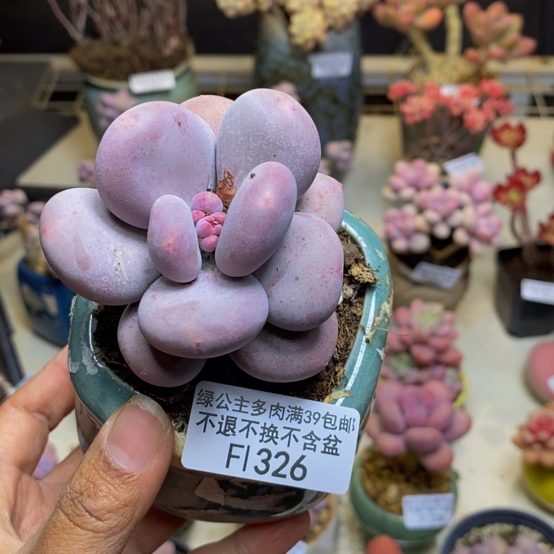 326大叶奶多肉7c m