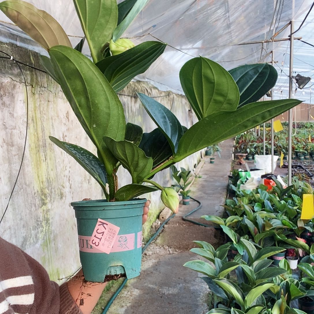 无花朵越**豆木本植物213