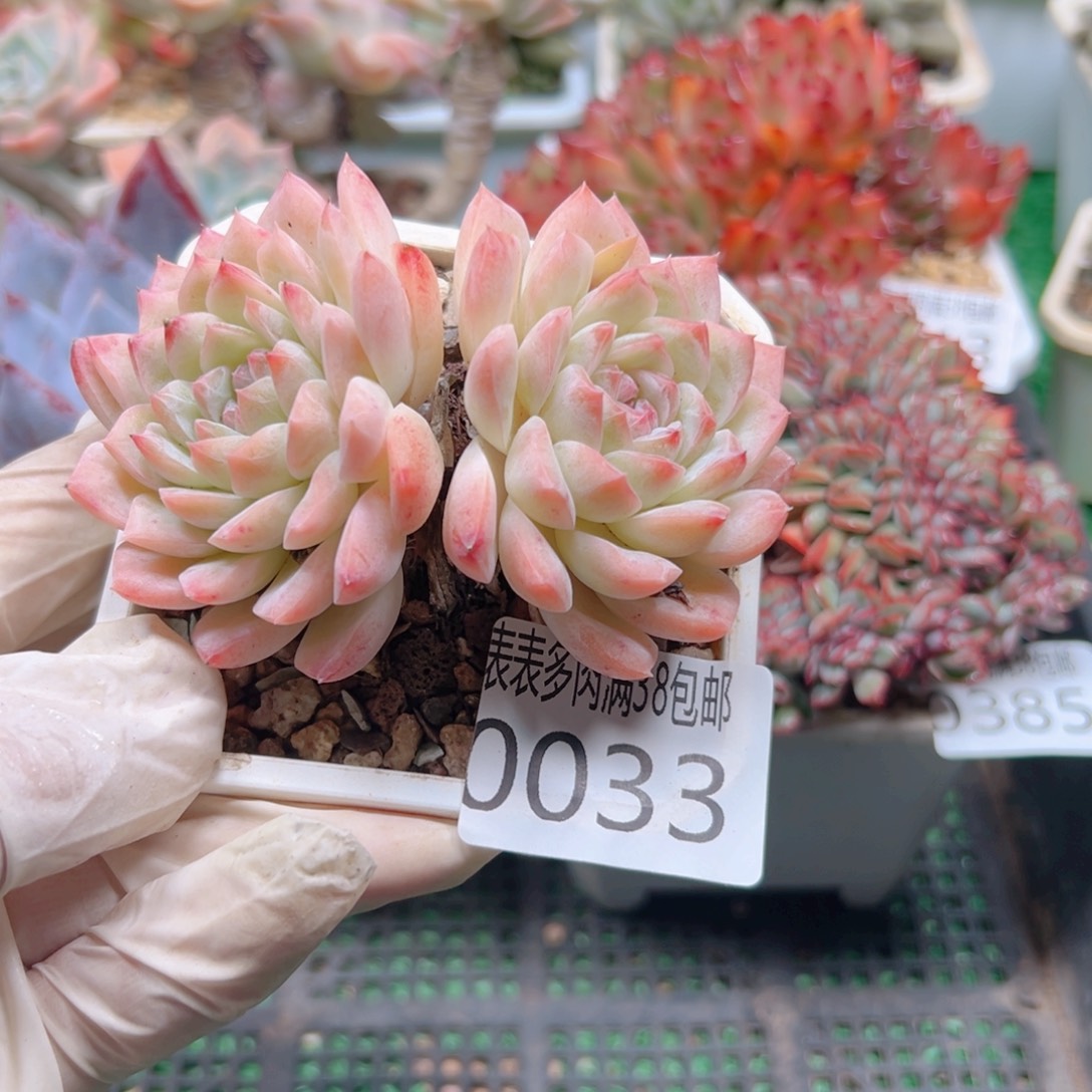 多肉一物一拍植物0033