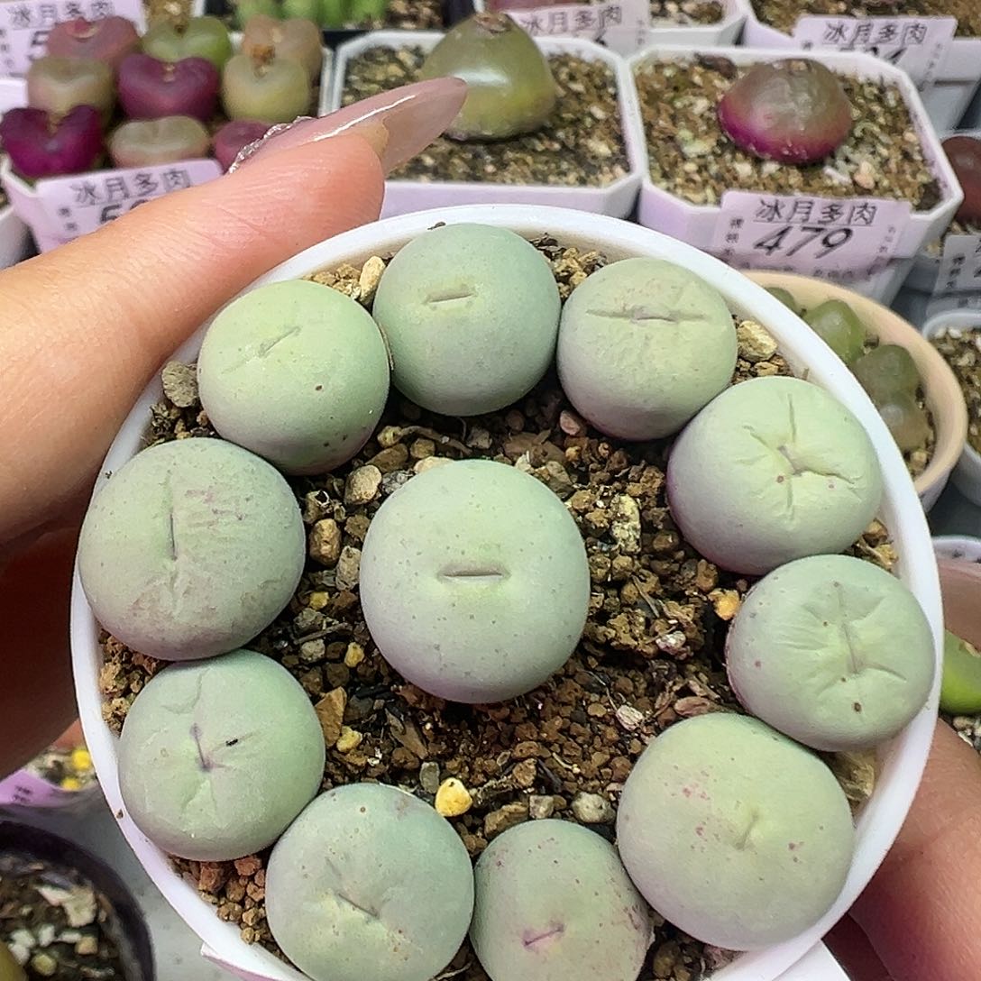 505大型红嘴裸根发货