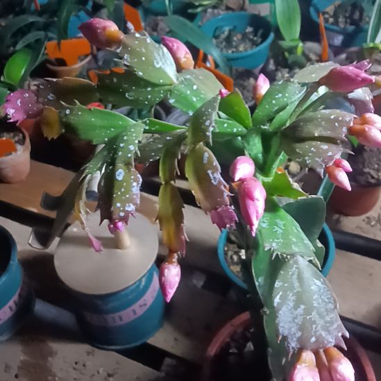 完全开放花苞状，年宵花，超美