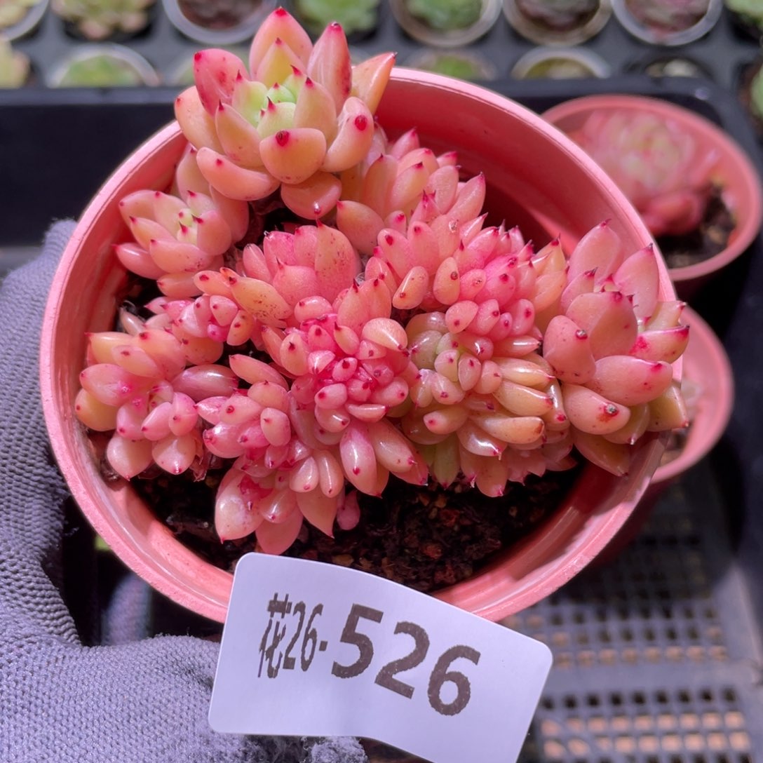 花利美26-526新品缀化