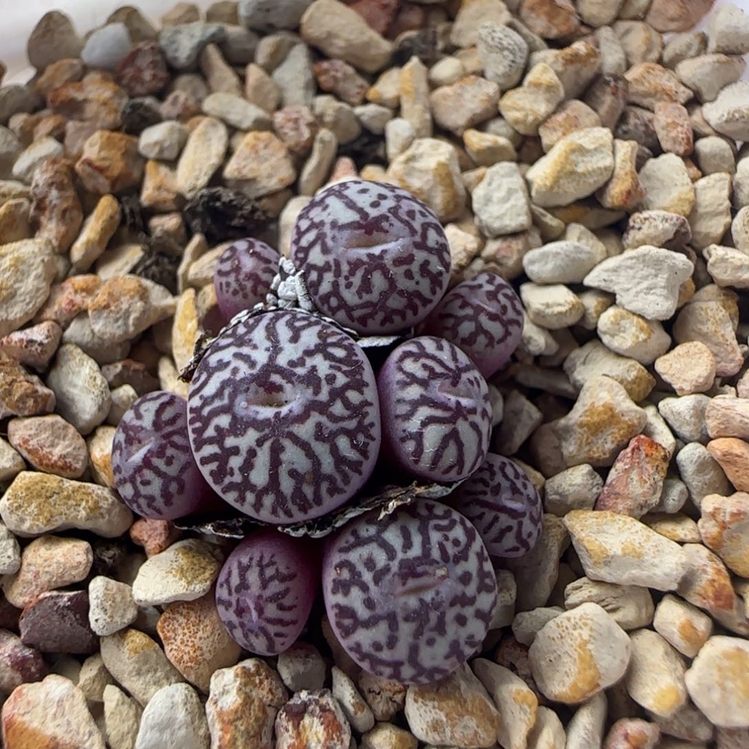 2.16.27/msg3170墨/多肉植物