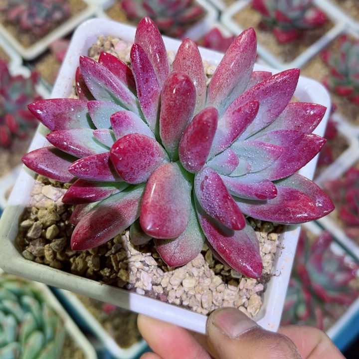 精品多肉植物老桩