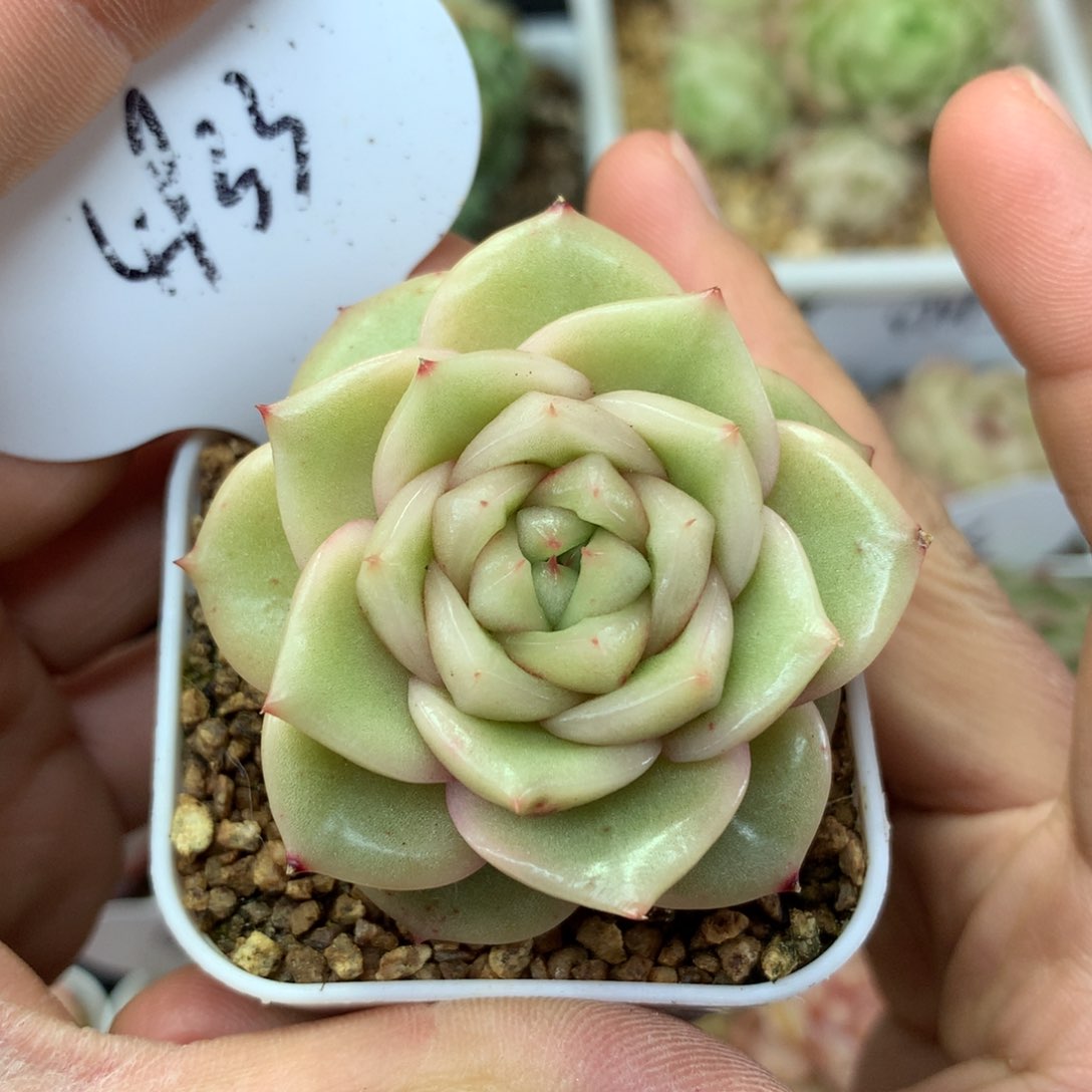 玉芷珍妮锦单头4933