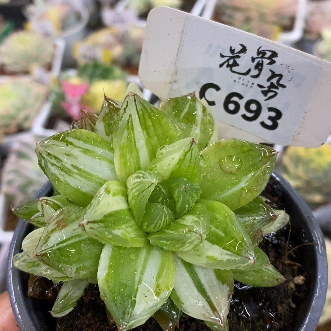 693群生哈哈哈哈哈哈