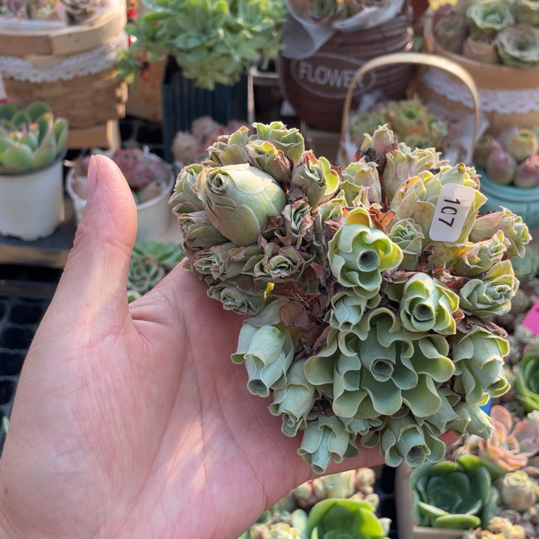 慧***姐山地玫瑰多肉植物花卉