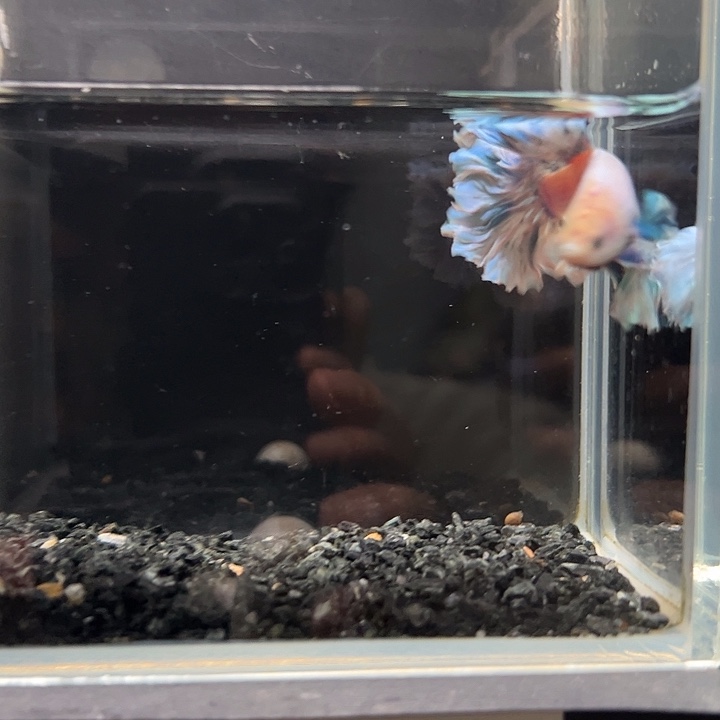 斗鱼跑单拉黑二十日47