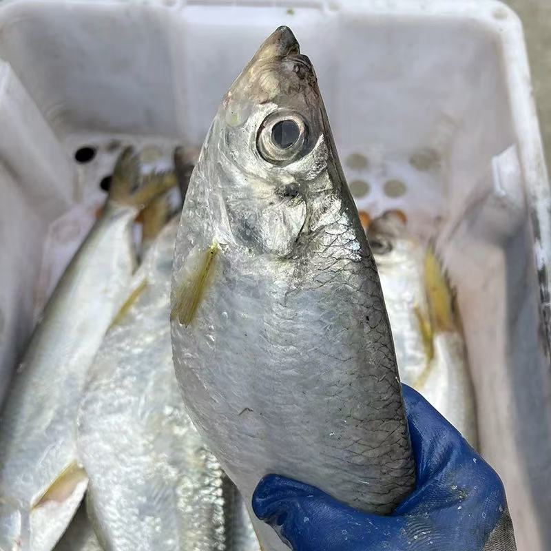 【鳓鱼5斤】台州东海野生白鳞鱼 5斤7条左右