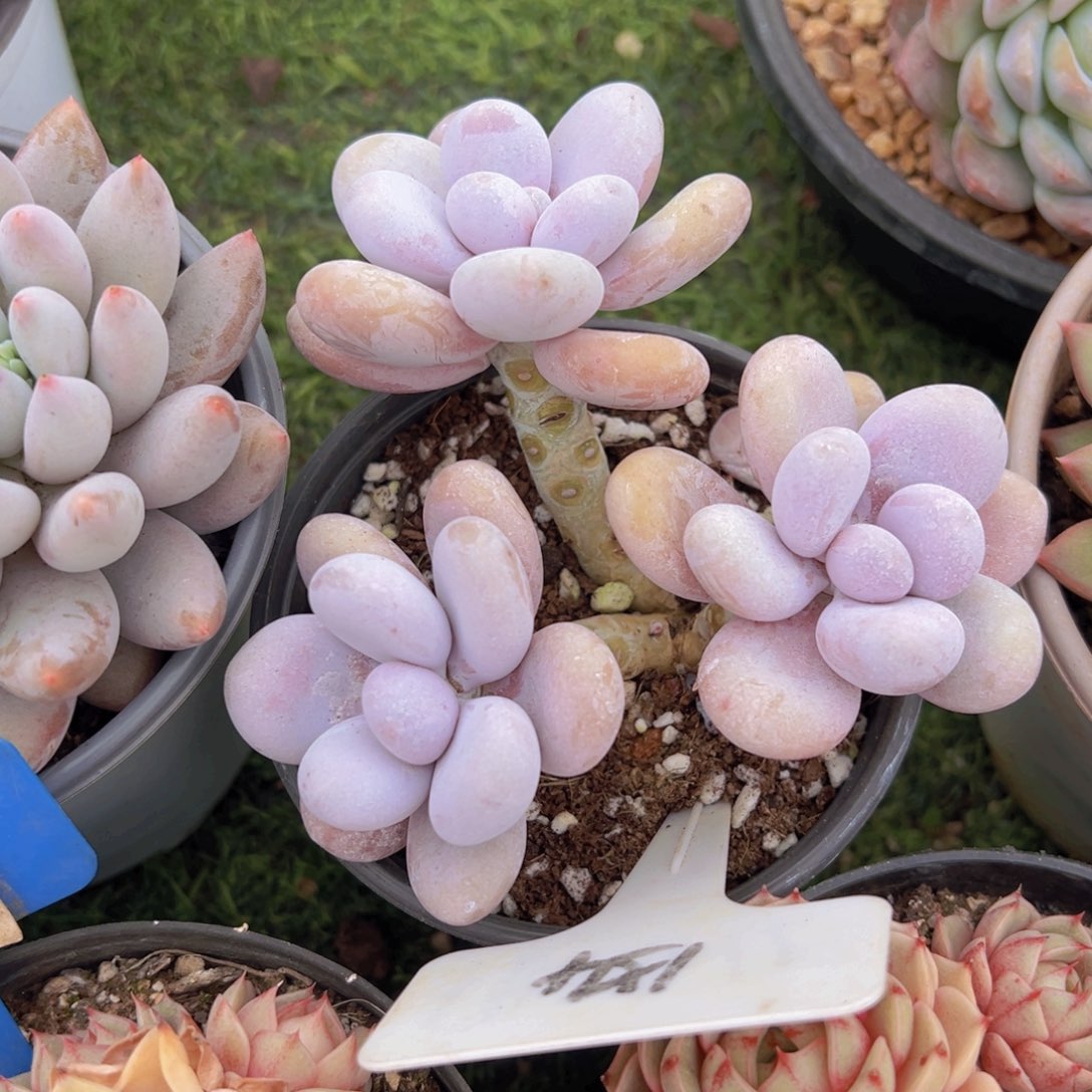 香玉的故事是一个人的故事