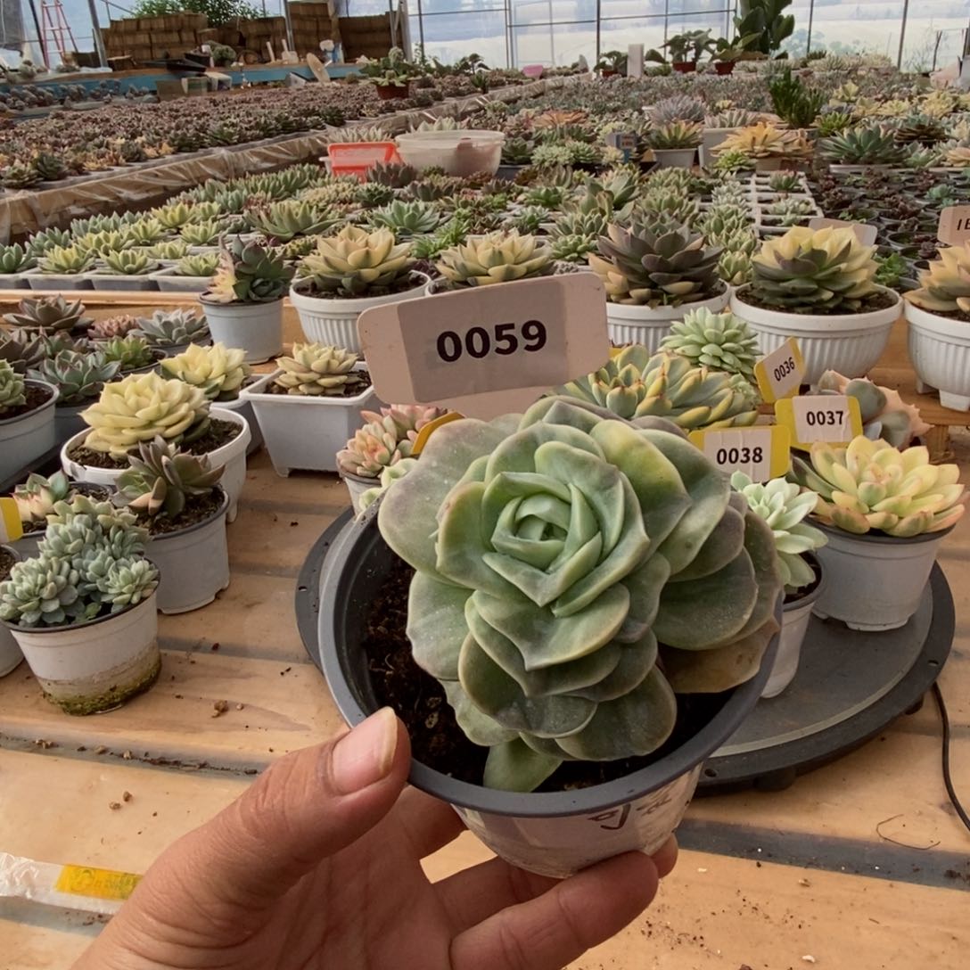 0059可爱玫瑰哈哈哈哈