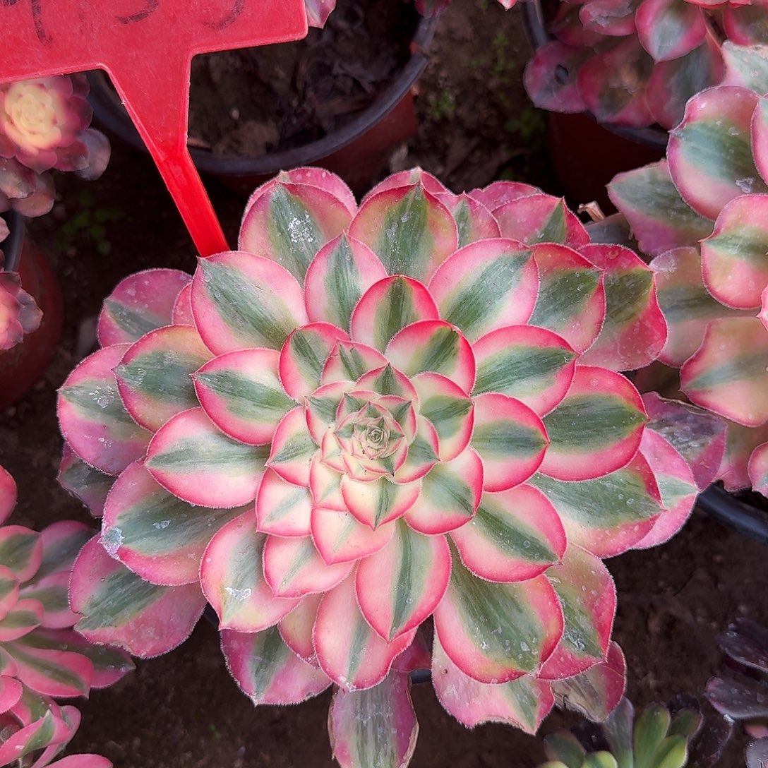 4155爱丽丝多肉法师