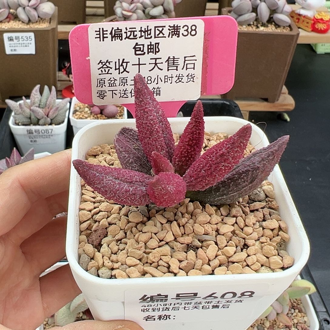608猪尾巴多肉植物