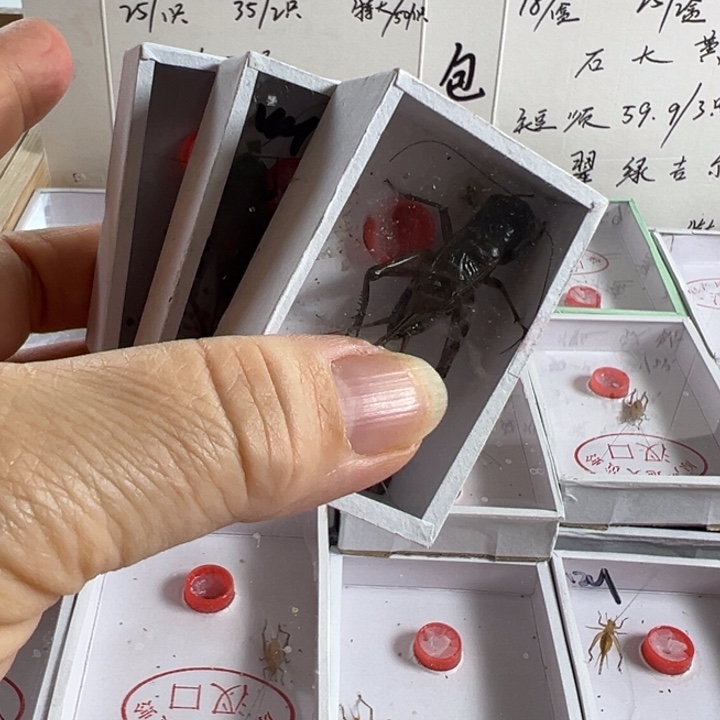 三只定山湖黑虫好