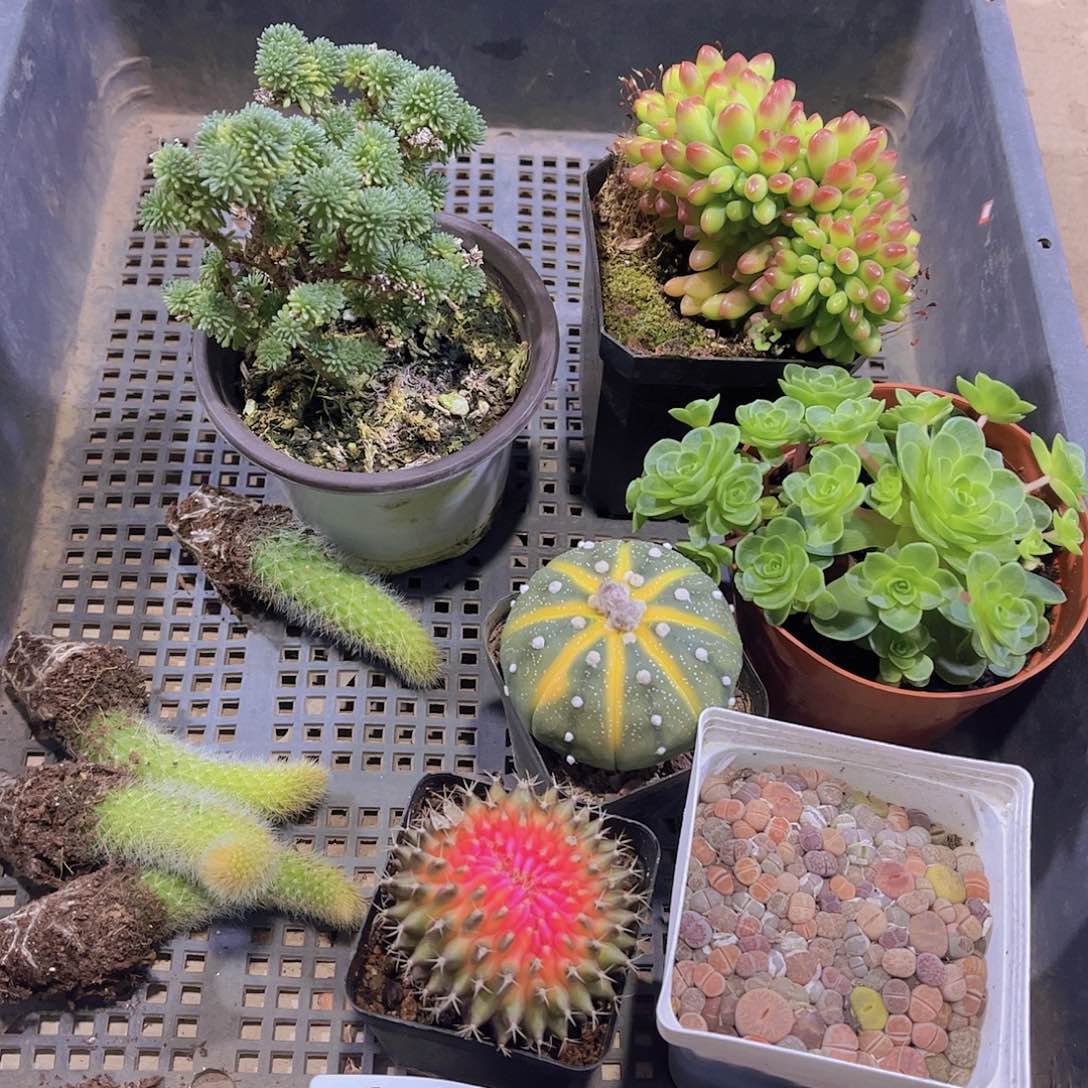 多肉161多肉植物