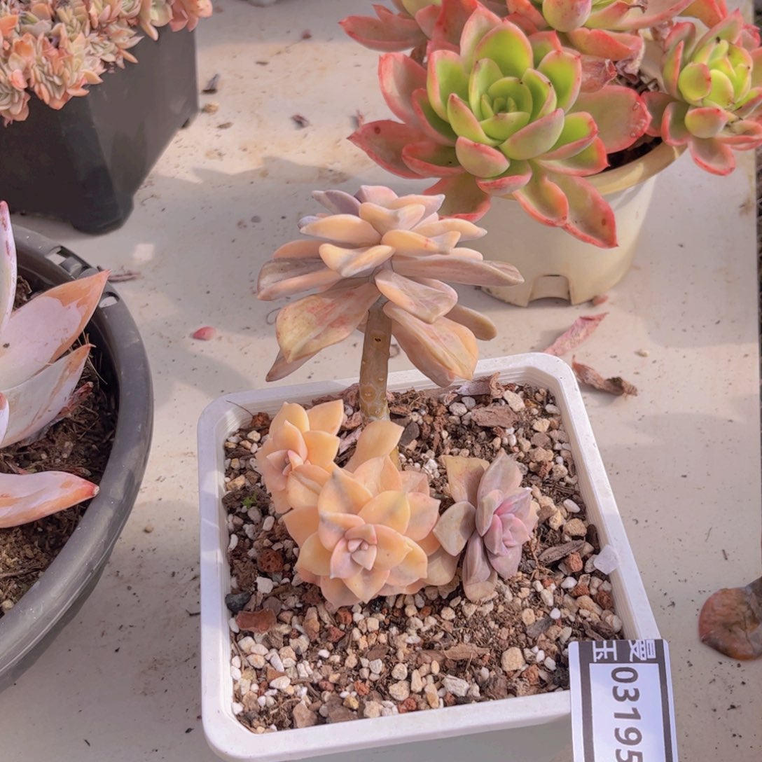 紫乐锦多肉植物03195