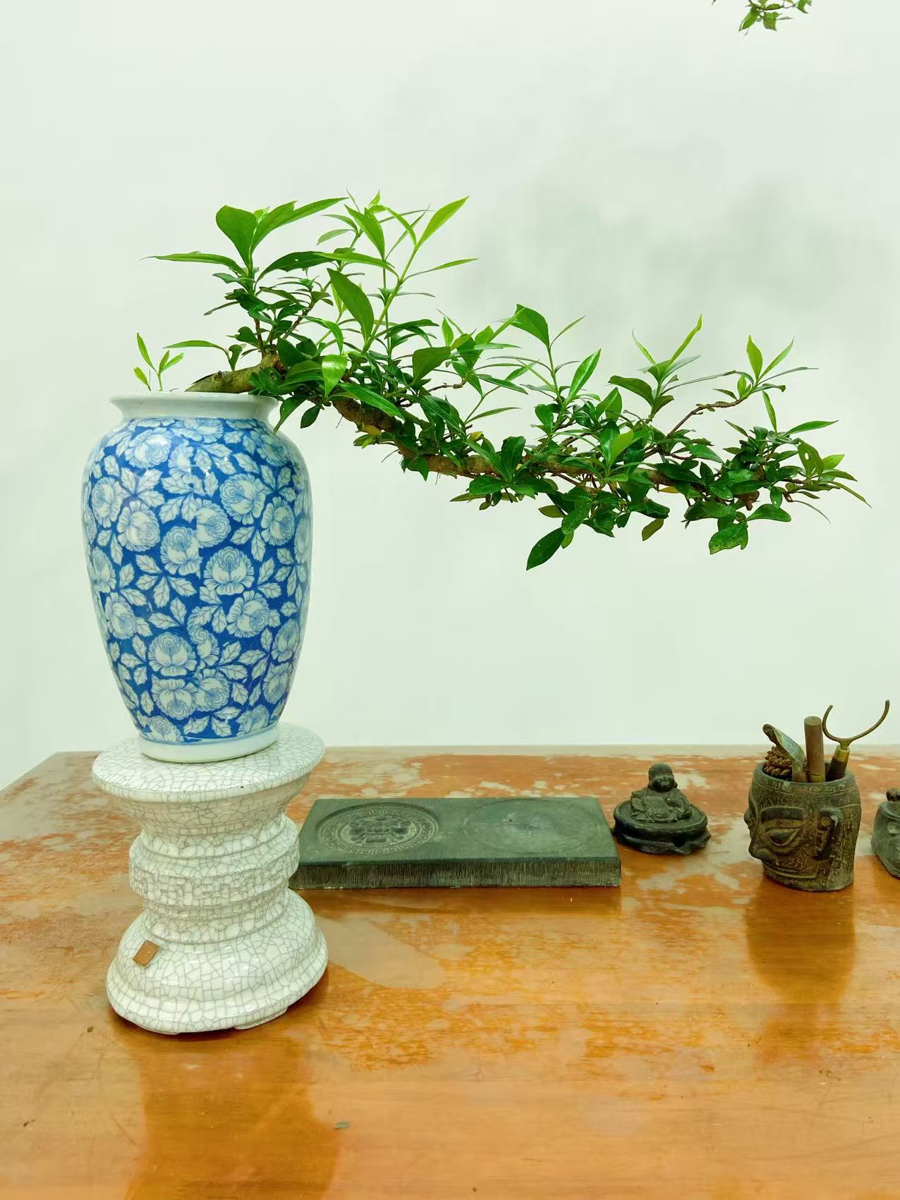 精品栀子花盆景室内绿植盆栽易养护植物
