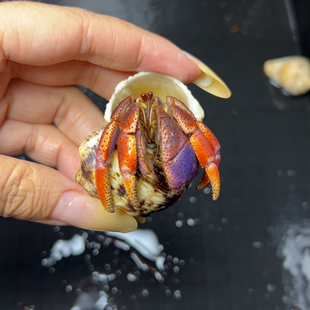 西伯寄居蟹欢迎参与