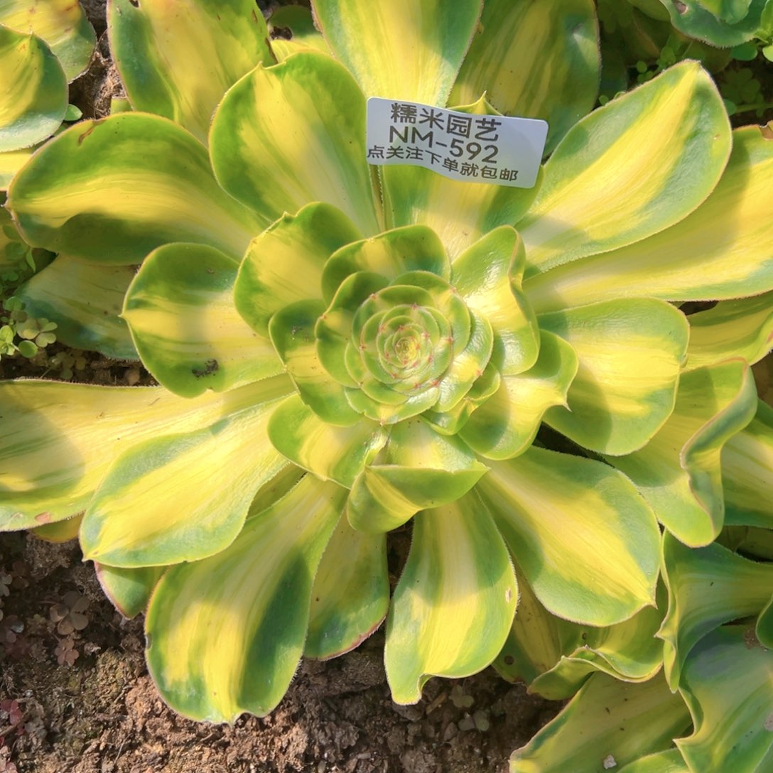 暴君多肉植物592