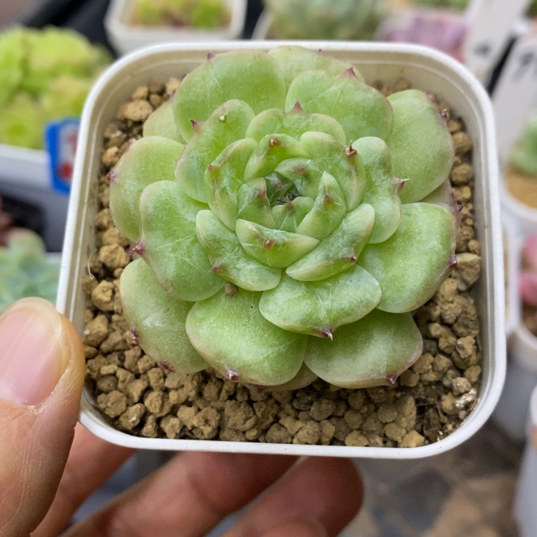 精品多肉一物一拍不包整98