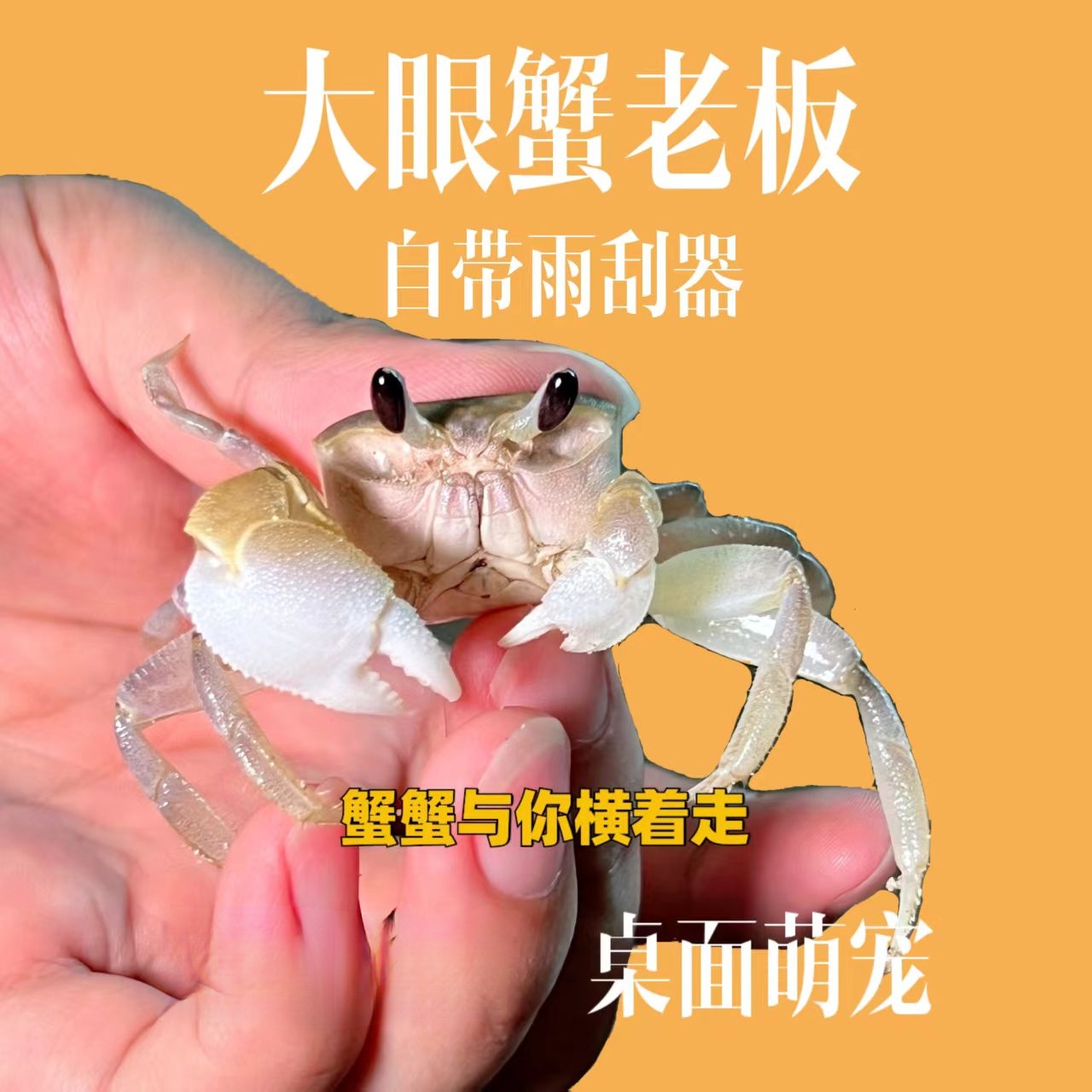 中华沙蟹大眼萌宠适合懒人养殖的爬宠蟹