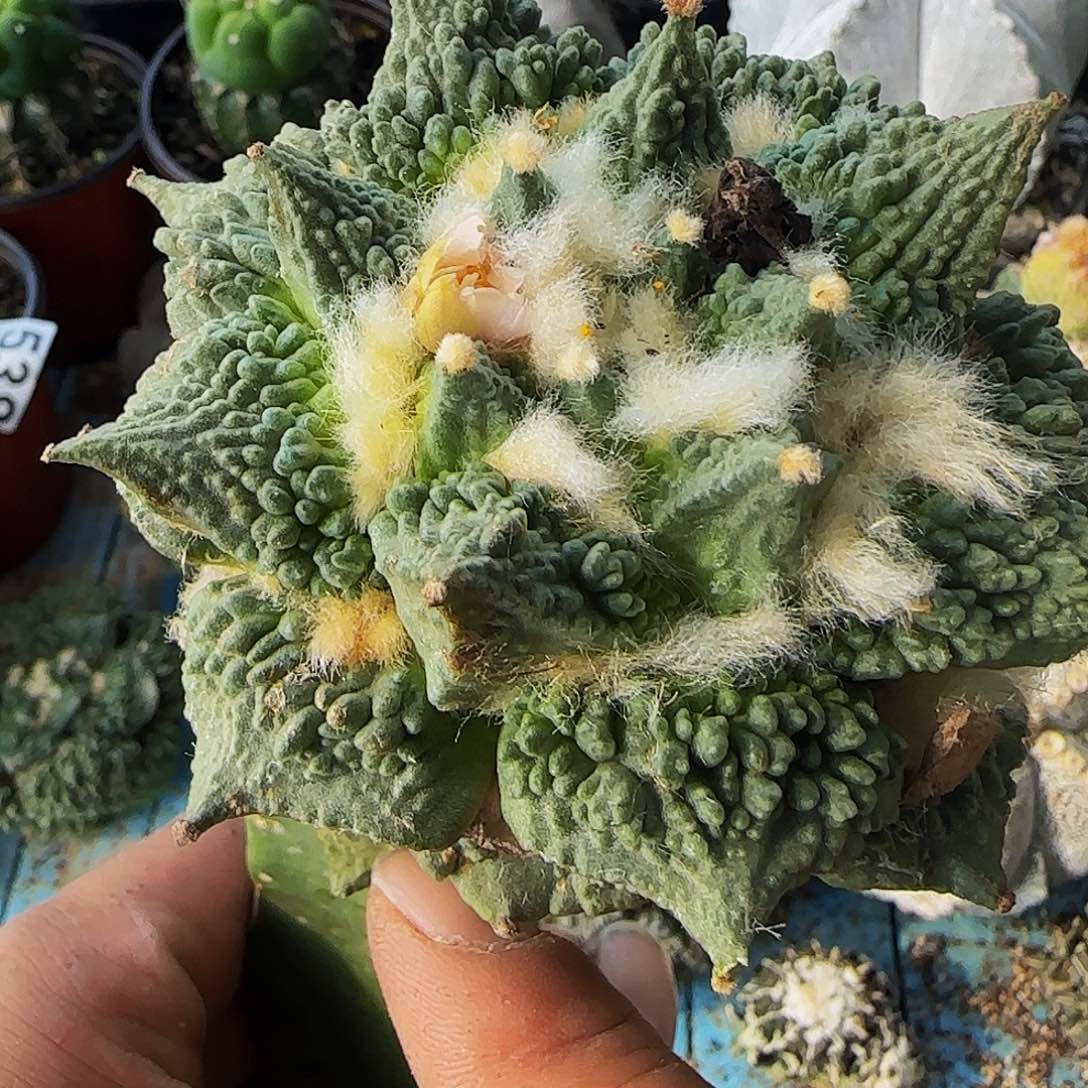 怒涛540仙人球开花