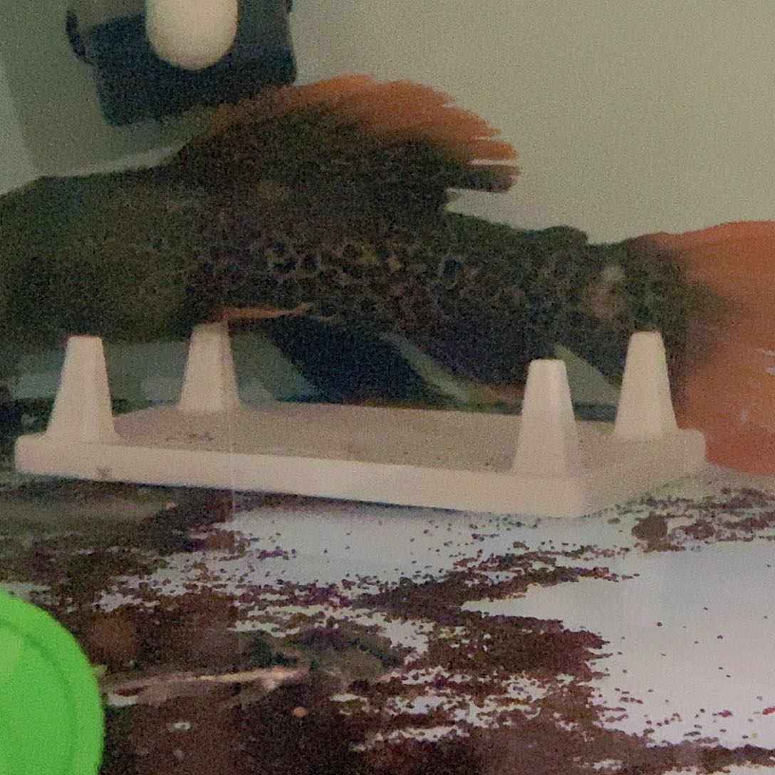 清道夫鱼帝王血钻13号