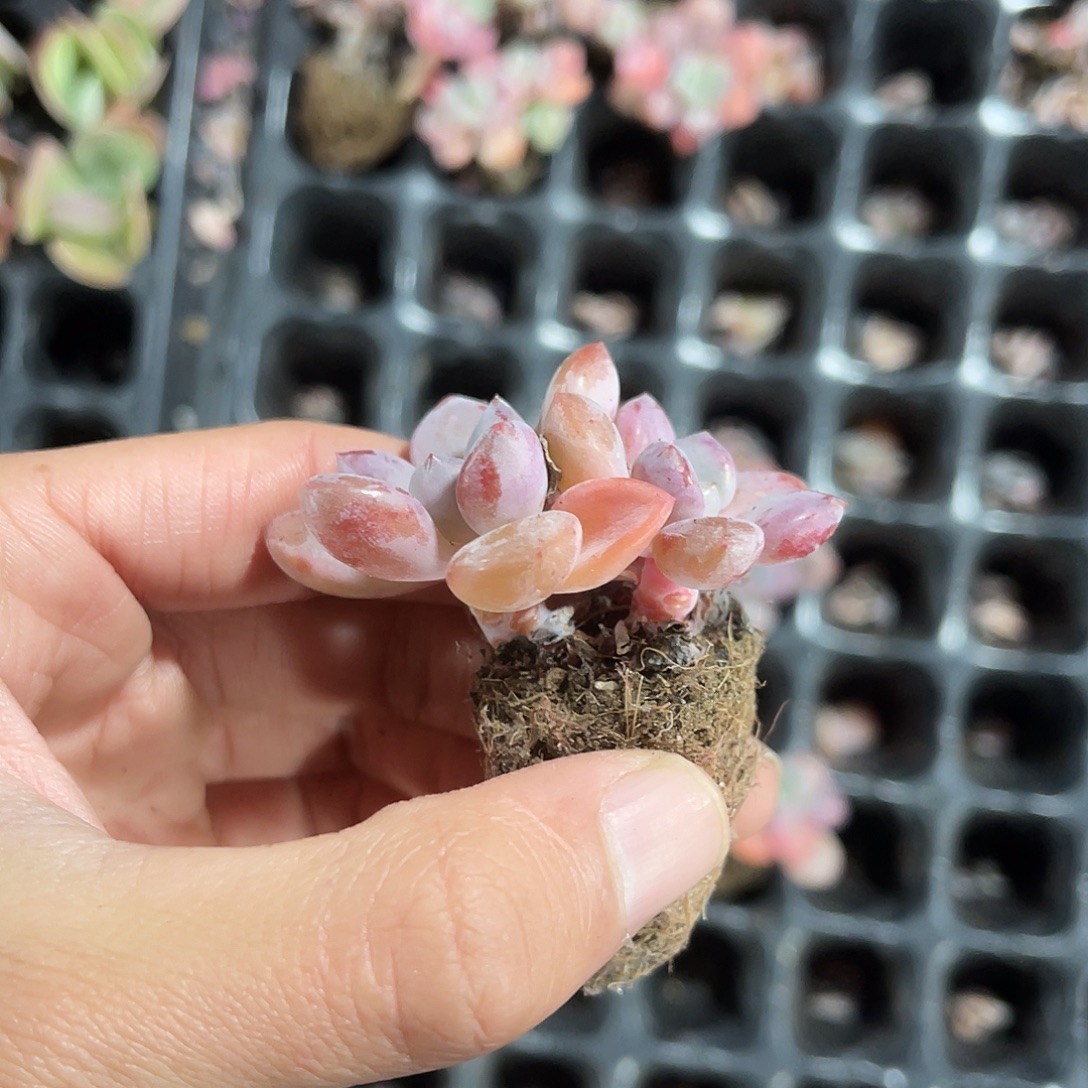 精品花瓣鹿多肉植物